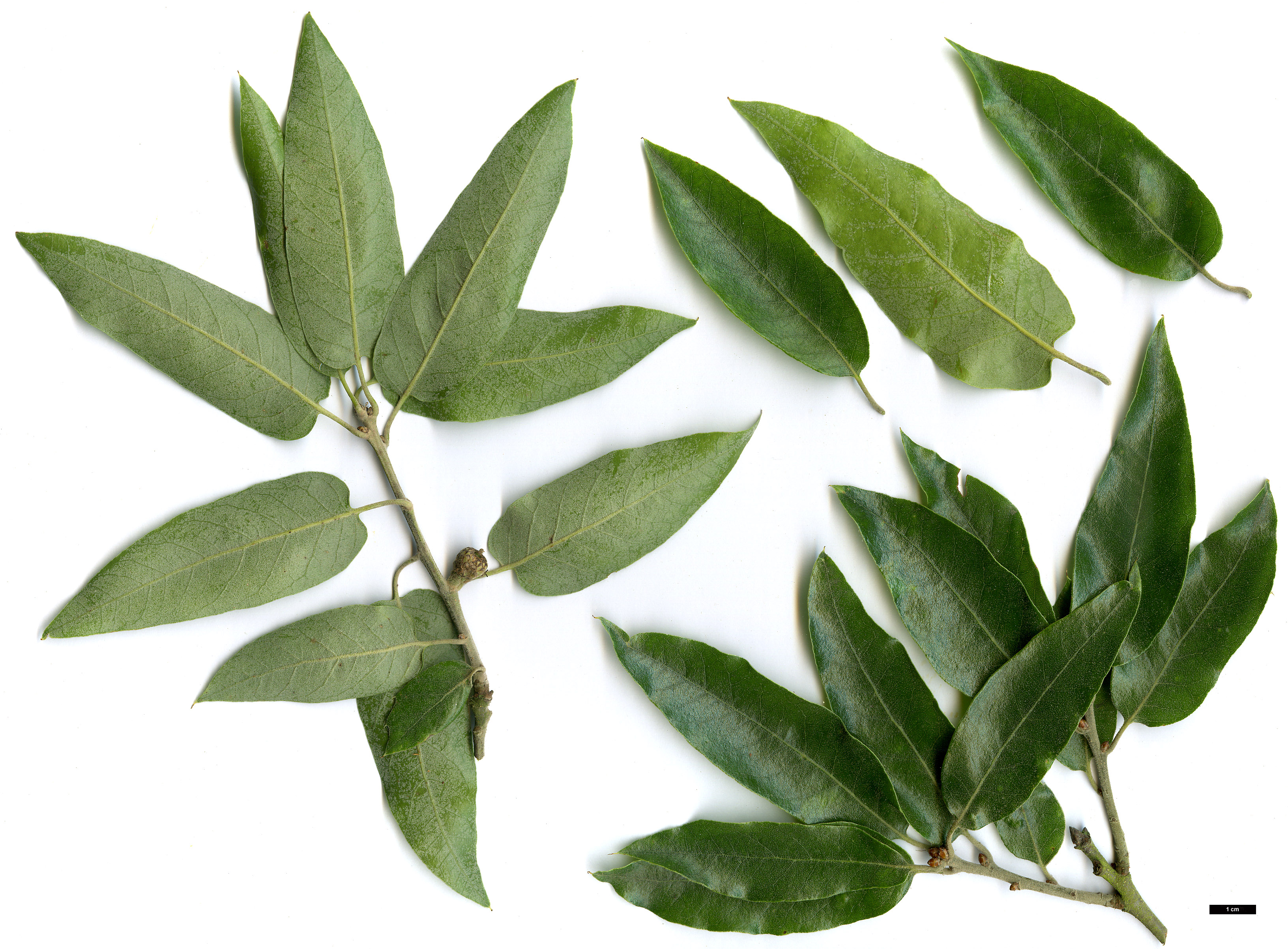 High resolution image: Family: Fagaceae - Genus: Quercus - Taxon: durifolia hybrid